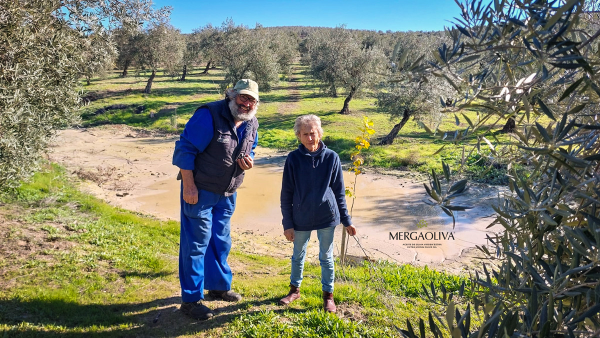 olivar ecologico de jaen